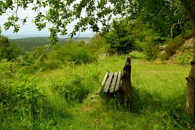 带来了胜利 带来了胜利